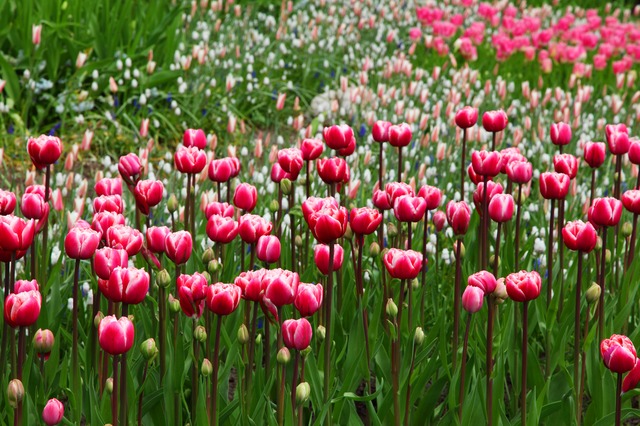 tulipány