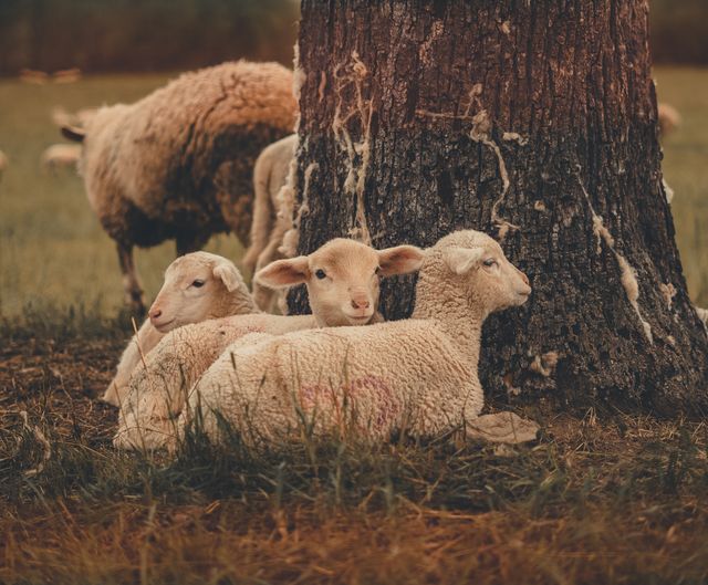 ovce merino